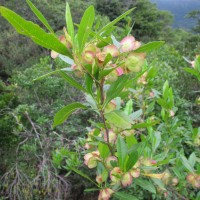 Dodonaea viscosa Jacq.